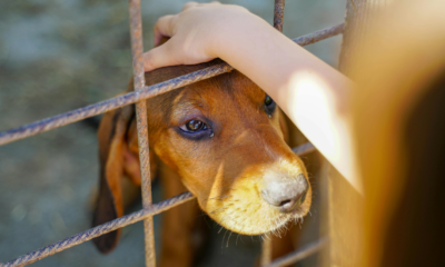Supreme Court Stray Dogs Order 2025: सुप्रीम कोर्ट ने आवारा कुत्तों पर नया आदेश दिया। जानें नसबंदी, टीकाकरण और सुरक्षा से जुड़ी 5 अहम बातें।