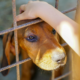 Supreme Court Stray Dogs Order 2025: सुप्रीम कोर्ट ने आवारा कुत्तों पर नया आदेश दिया। जानें नसबंदी, टीकाकरण और सुरक्षा से जुड़ी 5 अहम बातें।